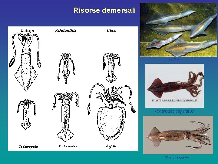 Risorse demersali Loligo Todarodes sagittatus Illex coindetii 