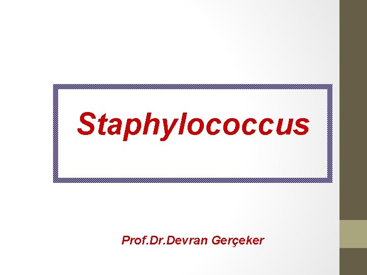 Staphylococcus Prof. Dr. Devran Gerçeker 