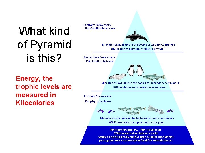 What kind of Pyramid is this? Energy, the trophic levels are measured in Kilocalories