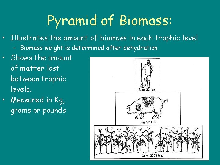 Pyramid of Biomass: • Illustrates the amount of biomass in each trophic level –