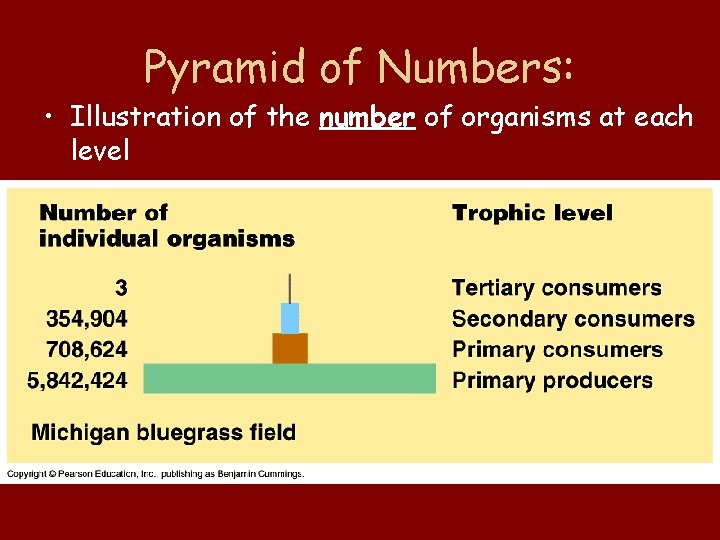 Pyramid of Numbers: • Illustration of the number of organisms at each level 