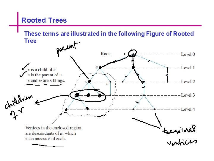 Rooted Trees These terms are illustrated in the following Figure of Rooted Tree 