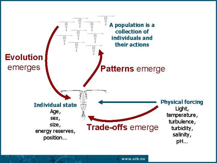 A population is a collection of individuals and their actions Evolution emerges Individual state A population is a collection of individuals and their actions Evolution emerges Individual state