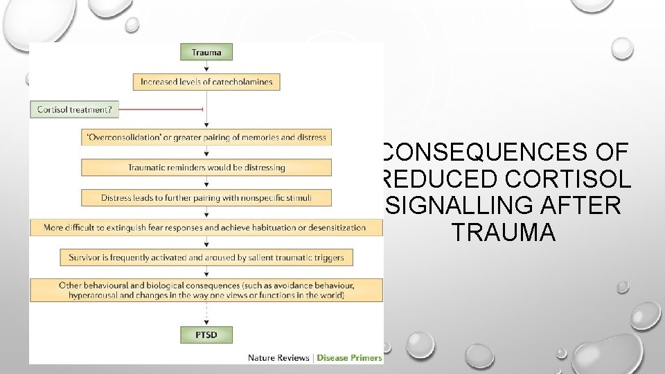 CONSEQUENCES OF REDUCED CORTISOL SIGNALLING AFTER TRAUMA 