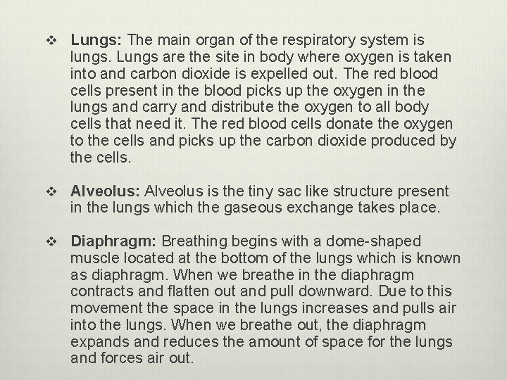 v Lungs: The main organ of the respiratory system is lungs. Lungs are the