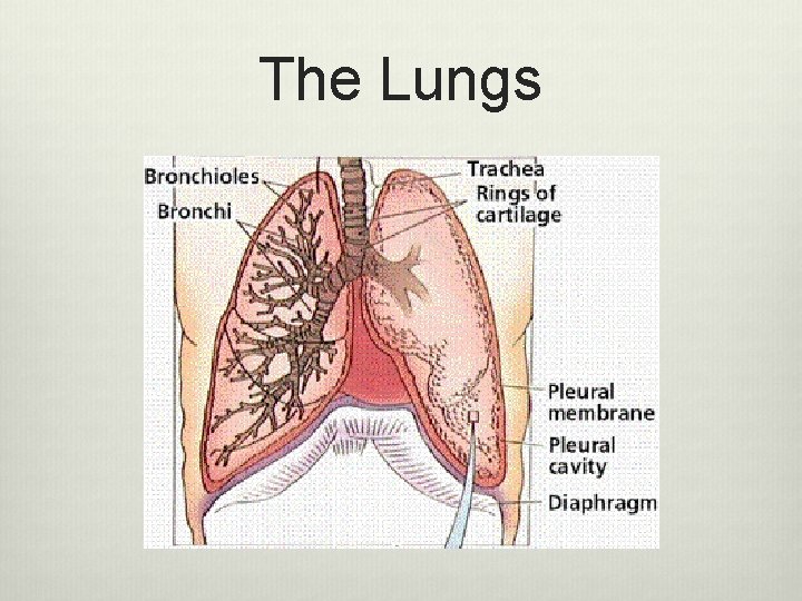 The Lungs 