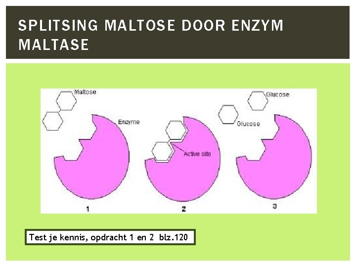 SPLITSING MALTOSE DOOR ENZYM MALTASE Test je kennis, opdracht 1 en 2 blz. 120