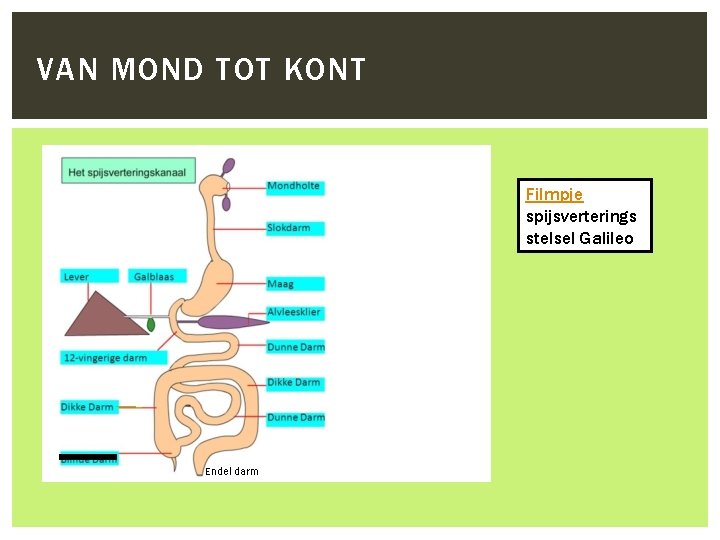 VAN MOND TOT KONT Filmpje spijsverterings stelsel Galileo Endel darm 