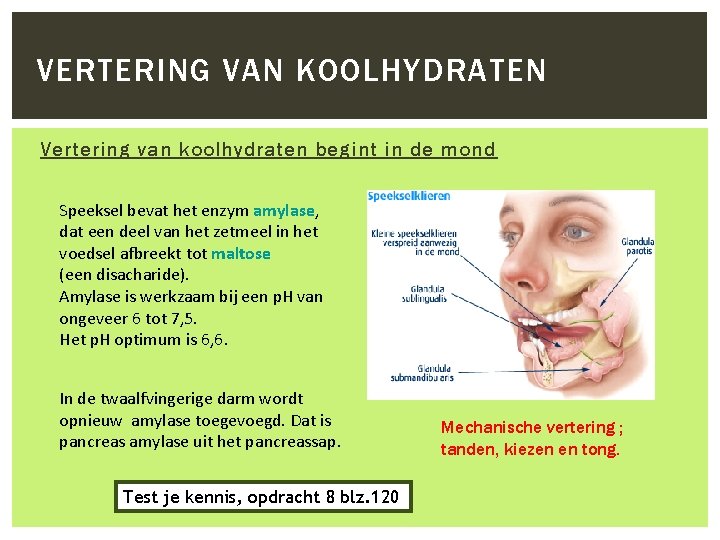 VERTERING VAN KOOLHYDRATEN Vertering van koolhydraten begint in de mond Speeksel bevat het enzym