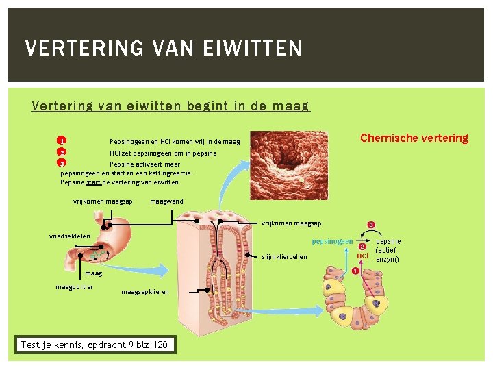 VERTERING VAN EIWITTEN Vertering van eiwitten begint in de maag 1 Chemische vertering Pepsinogeen