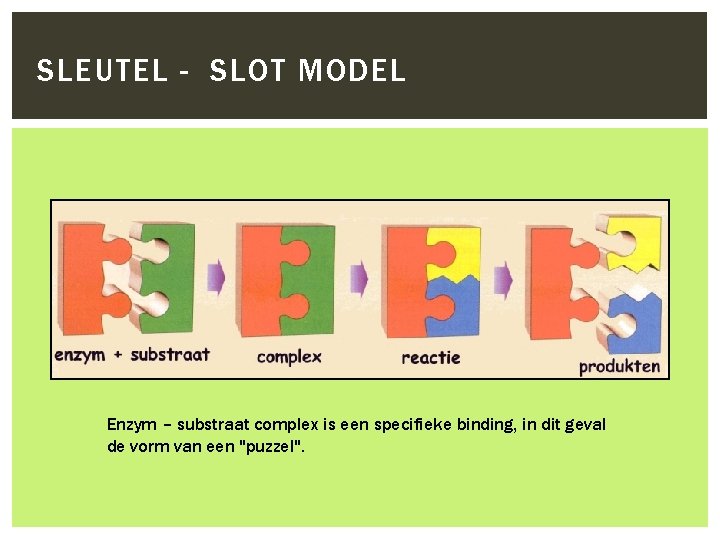 SLEUTEL - SLOT MODEL Enzym – substraat complex is een specifieke binding, in dit