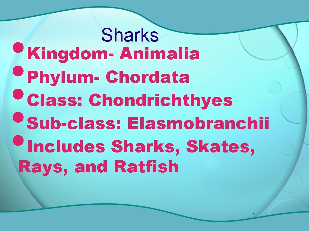 Kingdom Animalia Phylum Chordata Class Chondrichthyes Subclass ...
