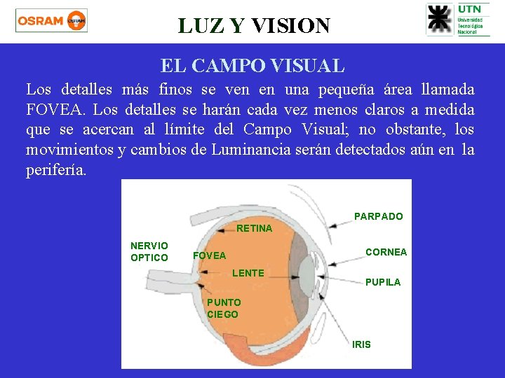 LUZ Y VISION EL CAMPO VISUAL Los detalles más finos se ven en una