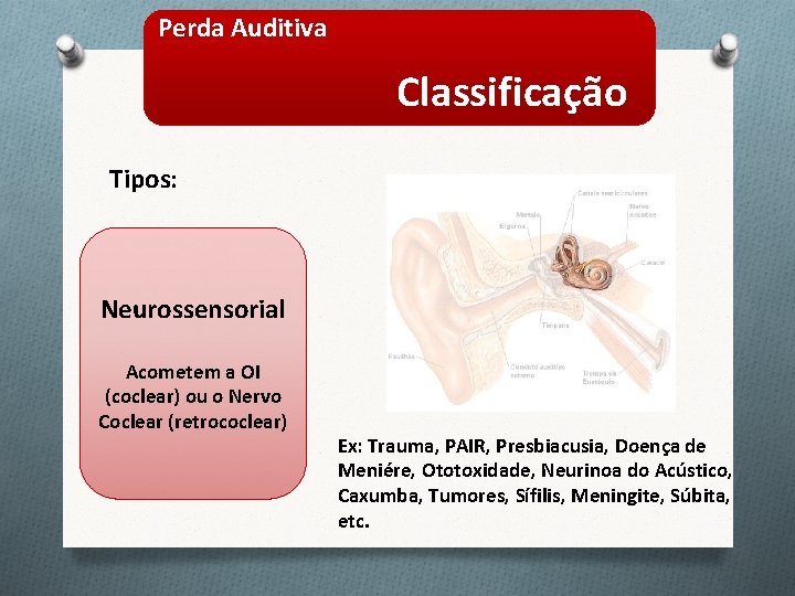 Perda Auditiva Classificação Tipos: Neurossensorial Acometem a OI (coclear) ou o Nervo Coclear (retrococlear)