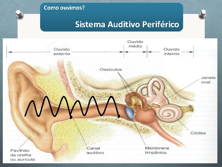 Como ouvimos? Sistema Auditivo Periférico 