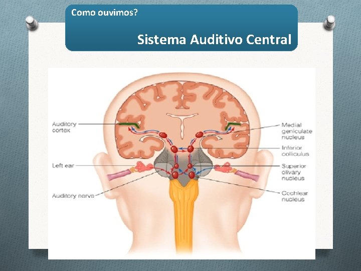 Como ouvimos? Sistema Auditivo Central 