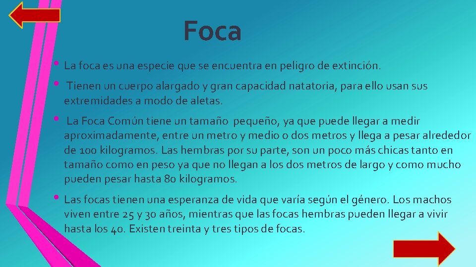 Foca • La foca es una especie que se encuentra en peligro de extinción.