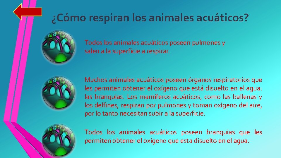 ¿Cómo respiran los animales acuáticos? Todos los animales acuáticos poseen pulmones y salen a