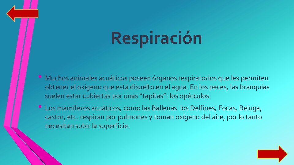 Respiración • Muchos animales acuáticos poseen órganos respiratorios que les permiten obtener el oxígeno