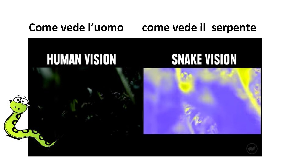 Come vede l’uomo come vede il serpente 