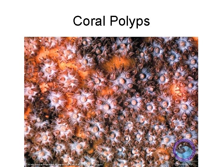 Coral Polyps 