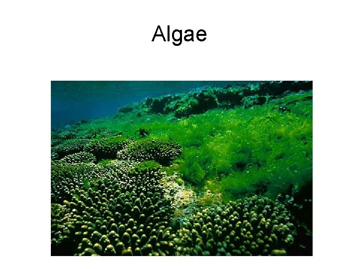 Algae 