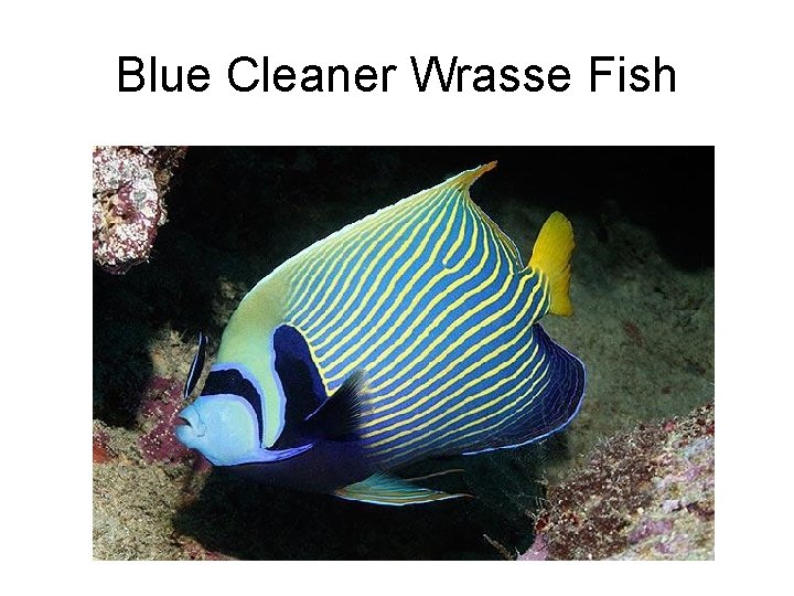Blue Cleaner Wrasse Fish 