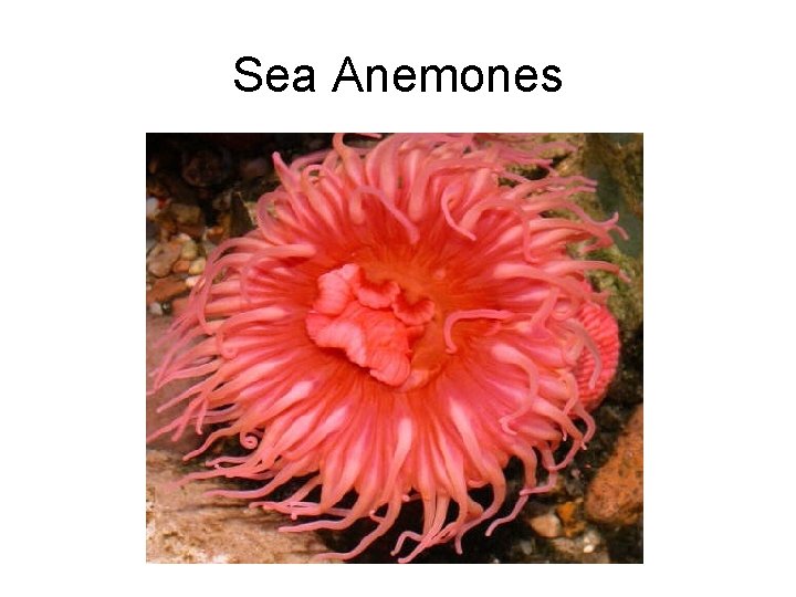 Sea Anemones 