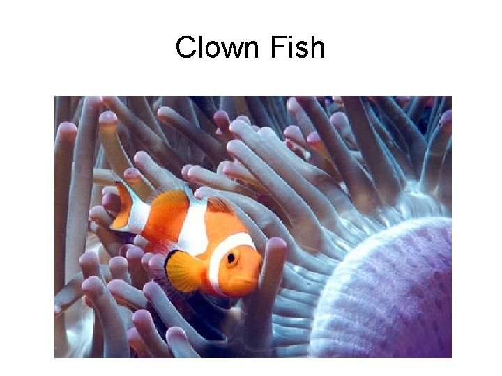 Clown Fish 