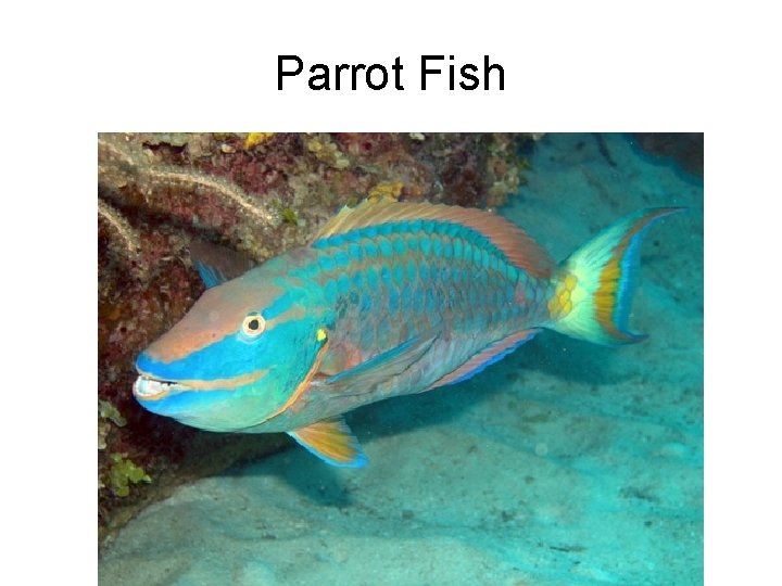 Parrot Fish 