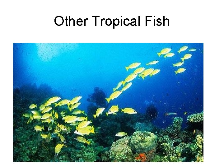 Other Tropical Fish 