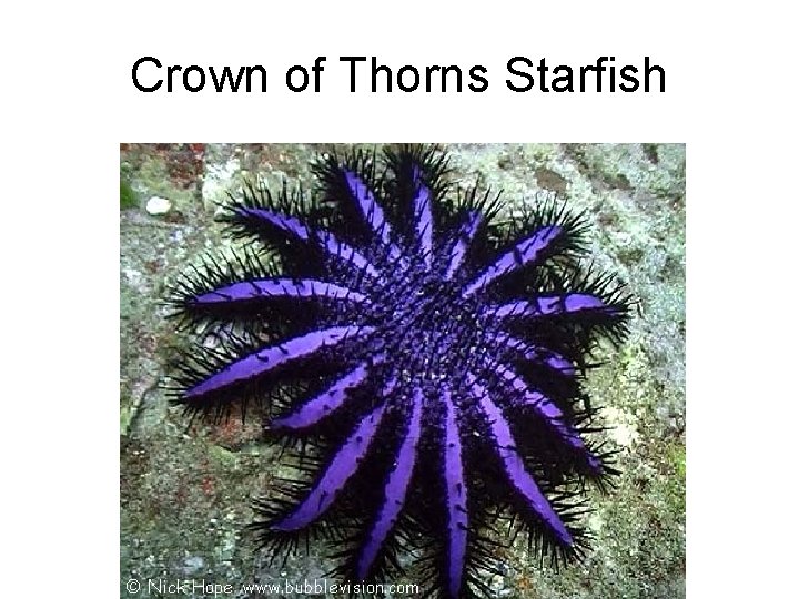 Crown of Thorns Starfish 