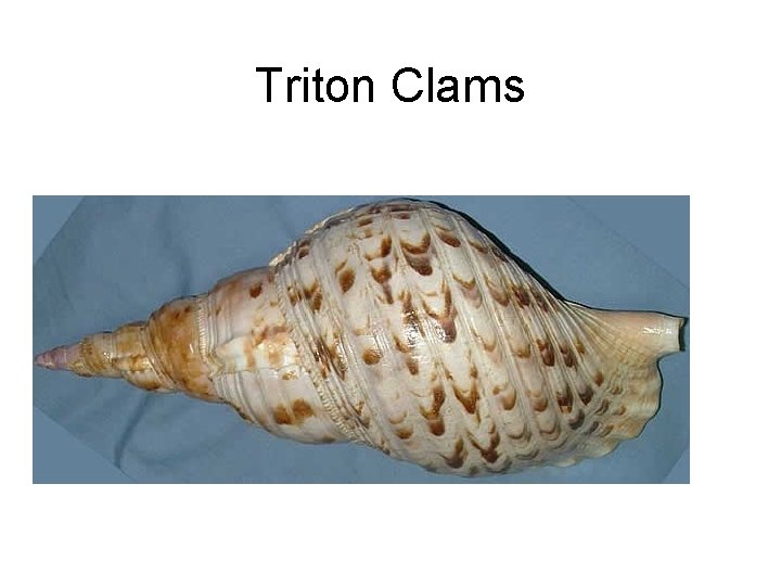 Triton Clams 