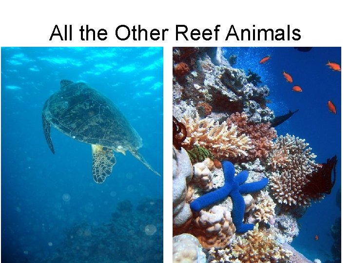 All the Other Reef Animals 