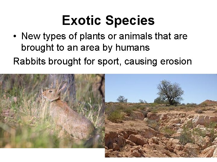 Exotic Species • New types of plants or animals that are brought to an