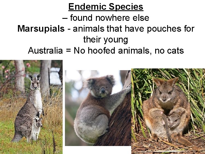 Endemic Species – found nowhere else Marsupials - animals that have pouches for their