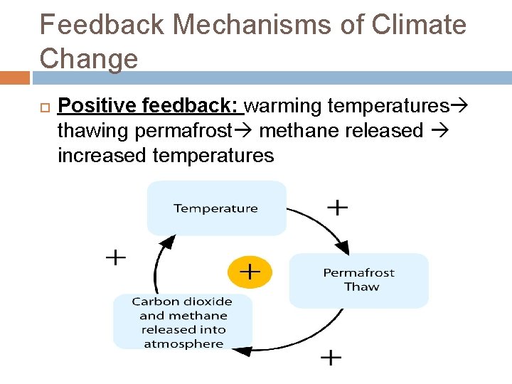 Feedback Mechanisms of Climate Change Positive feedback: warming temperatures thawing permafrost methane released increased