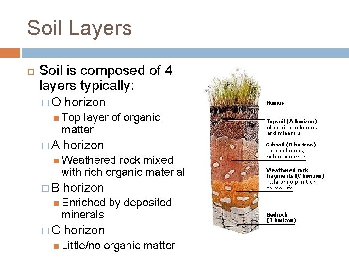 Soil Layers Soil is composed of 4 layers typically: �O horizon Top layer of