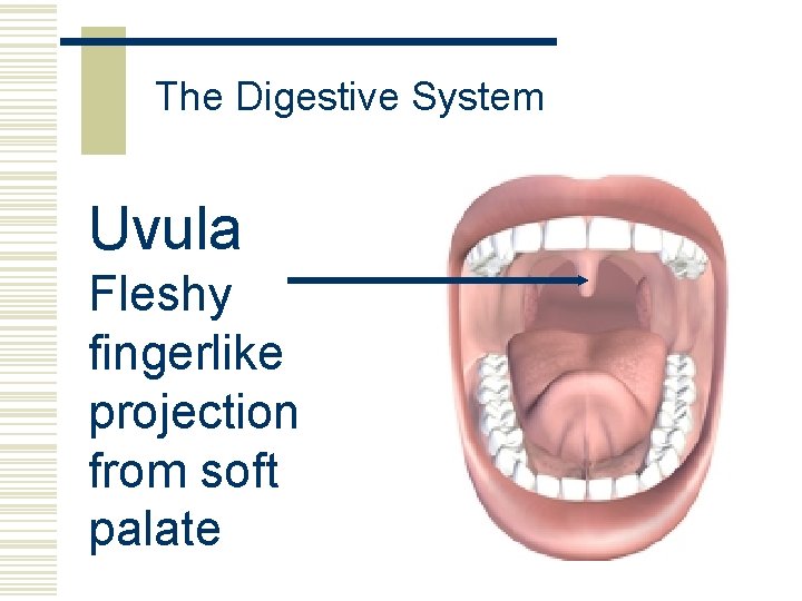 The Digestive System Uvula Fleshy fingerlike projection from soft palate 