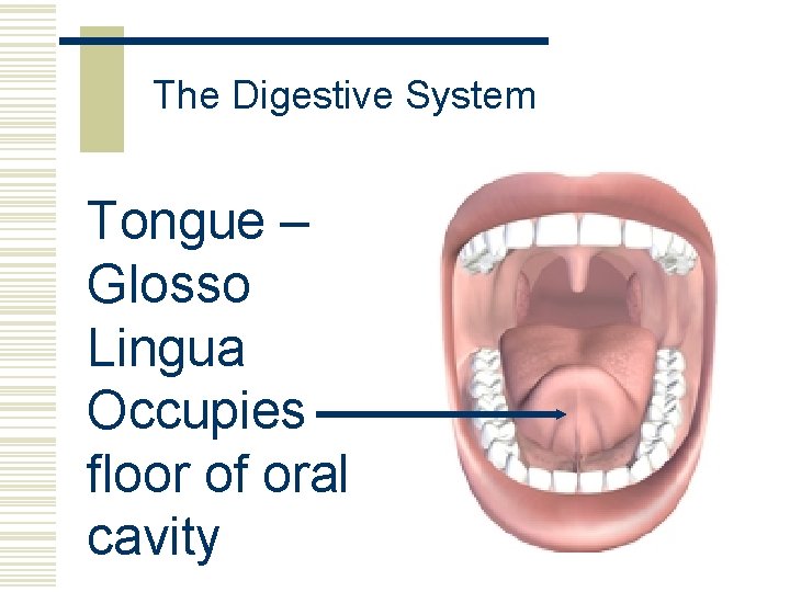 The Digestive System Tongue – Glosso Lingua Occupies floor of oral cavity 