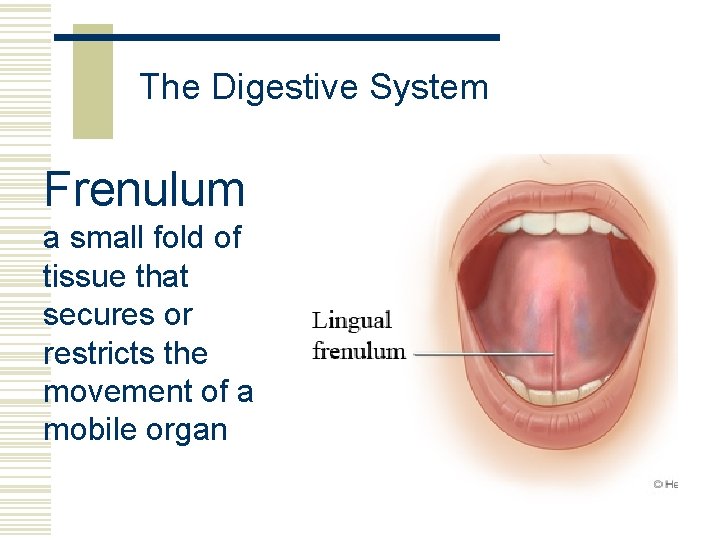 The Digestive System Frenulum a small fold of tissue that secures or restricts the