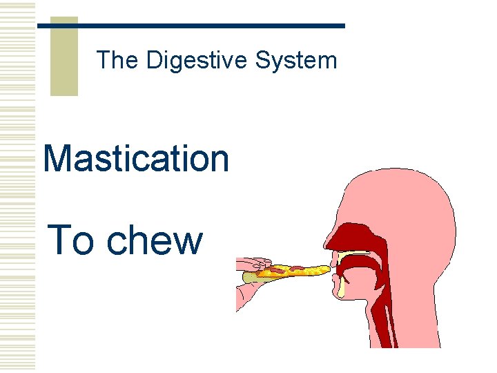 The Digestive System Mastication To chew 