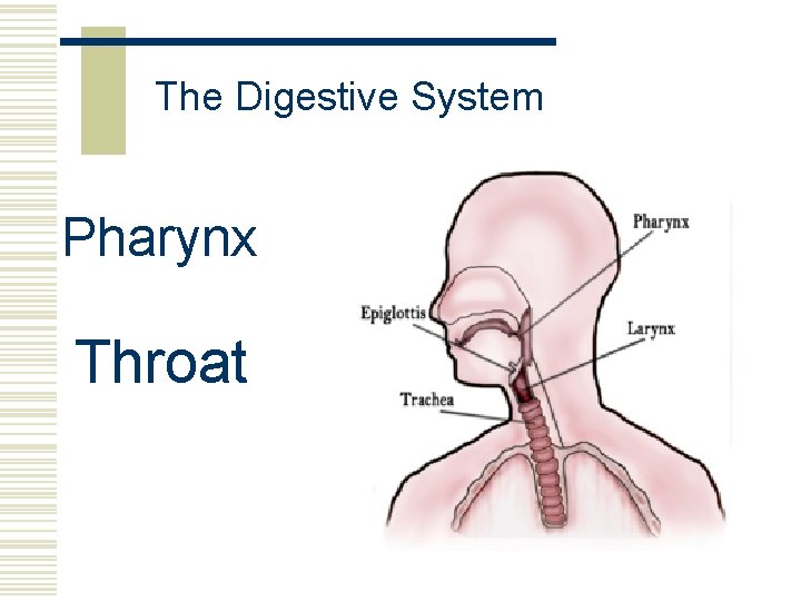 The Digestive System Pharynx Throat 