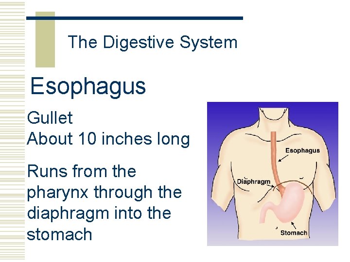 The Digestive System Esophagus Gullet About 10 inches long Runs from the pharynx through