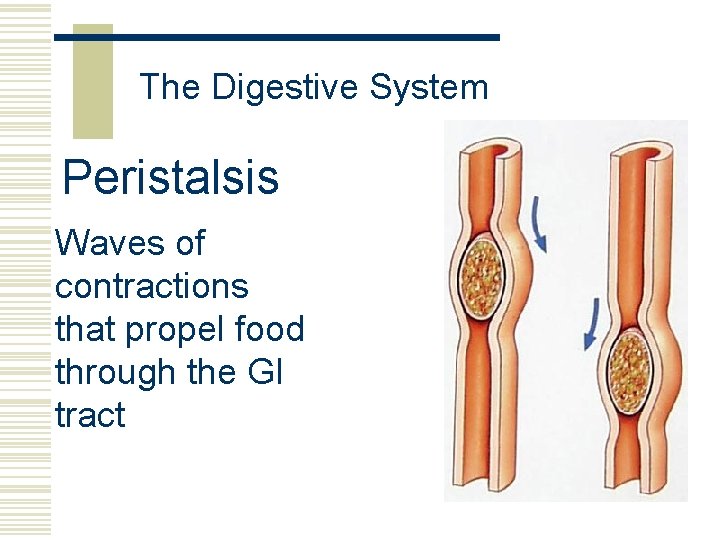 The Digestive System Peristalsis Waves of contractions that propel food through the GI tract