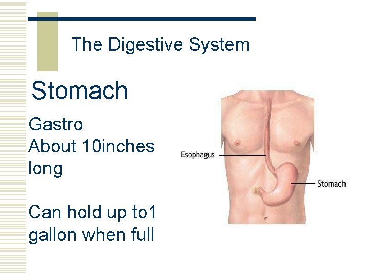 The Digestive System Stomach Gastro About 10 inches long Can hold up to 1