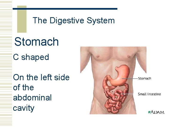 The Digestive System Stomach C shaped On the left side of the abdominal cavity