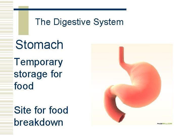 The Digestive System Stomach Temporary storage for food Site for food breakdown 