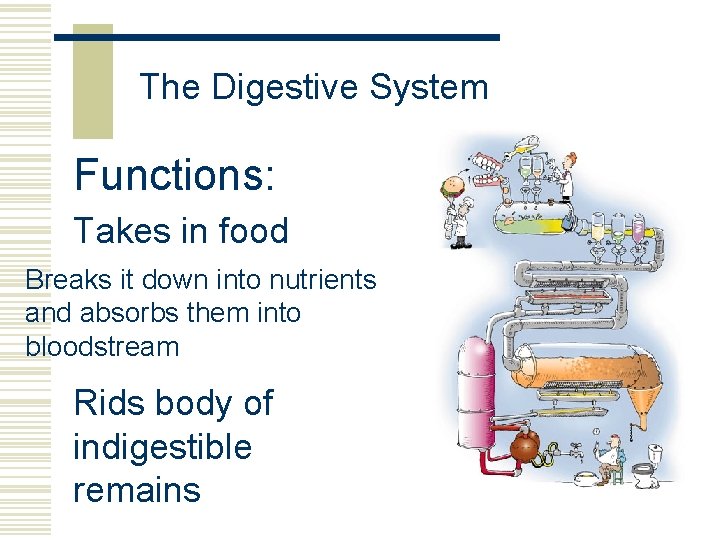 The Digestive System Functions: Takes in food Breaks it down into nutrients and absorbs