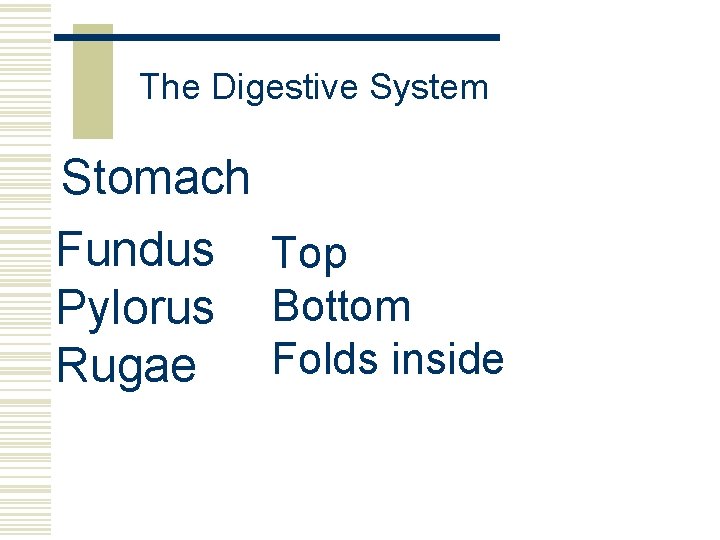 The Digestive System Stomach Fundus Top Pylorus Bottom Folds inside Rugae 